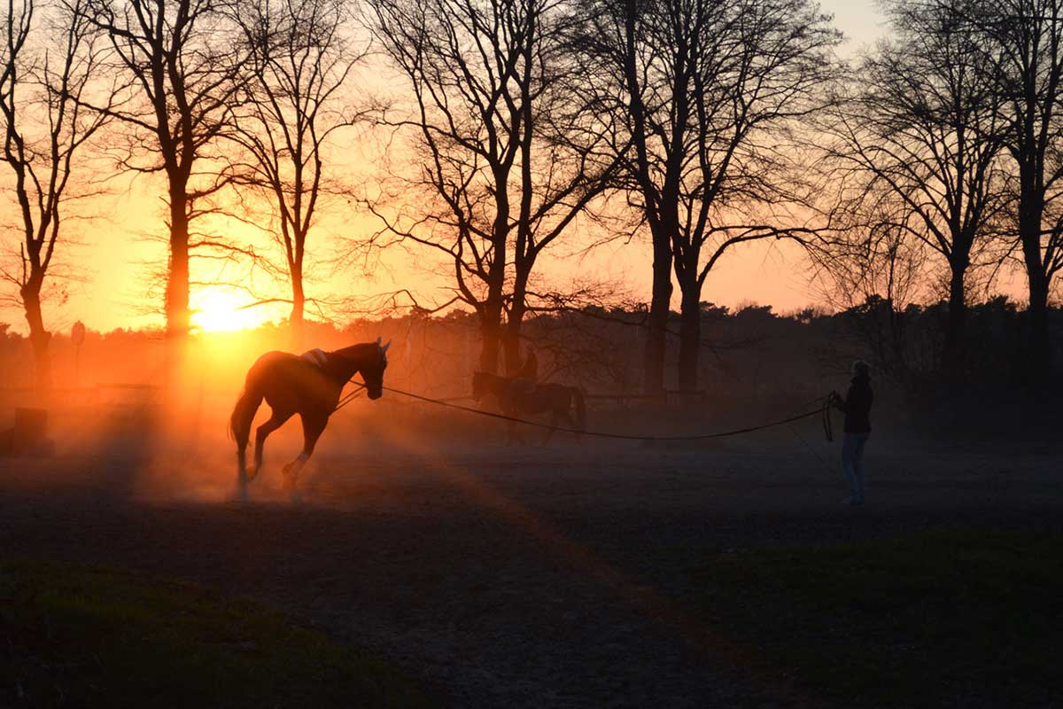 Sonnenuntergang mit Pferd